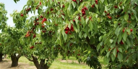 Kako posaditi trešnje - upute korak po korak